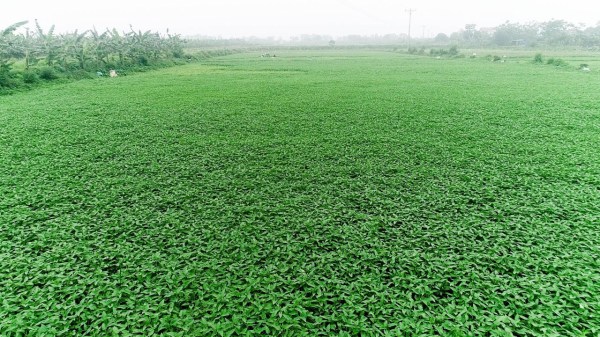 Ruộng rau sạch của Hà Thành - Suất Ăn Công Nghiệp Quốc Tế Hà Thành - Công Ty Cổ Phần Dịch Vụ Quốc Tế Hà Thành (Haseca)
